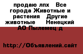 продаю лпх - Все города Животные и растения » Другие животные   . Ненецкий АО,Пылемец д.